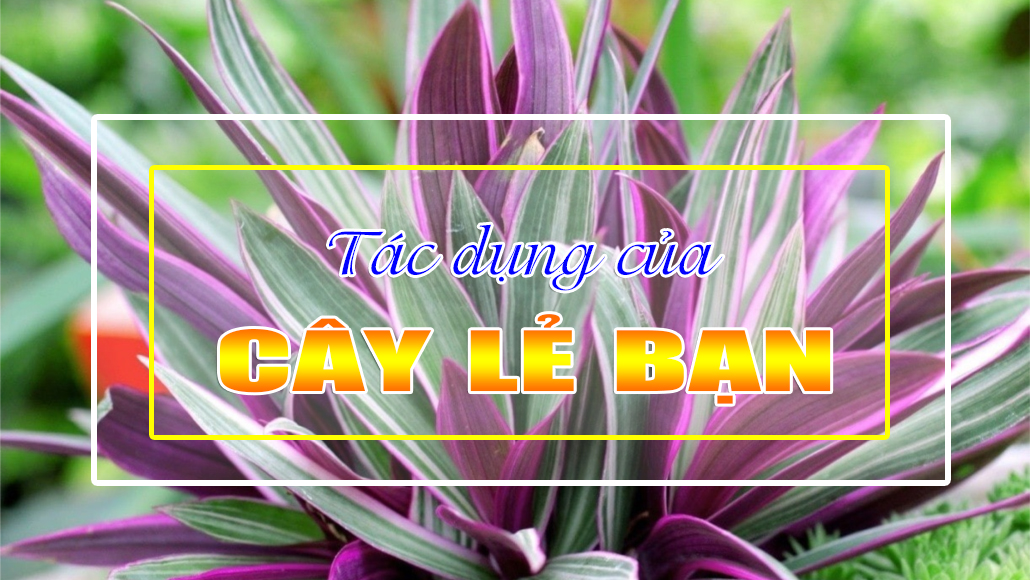 Tác dụng của cây lẻ bạn