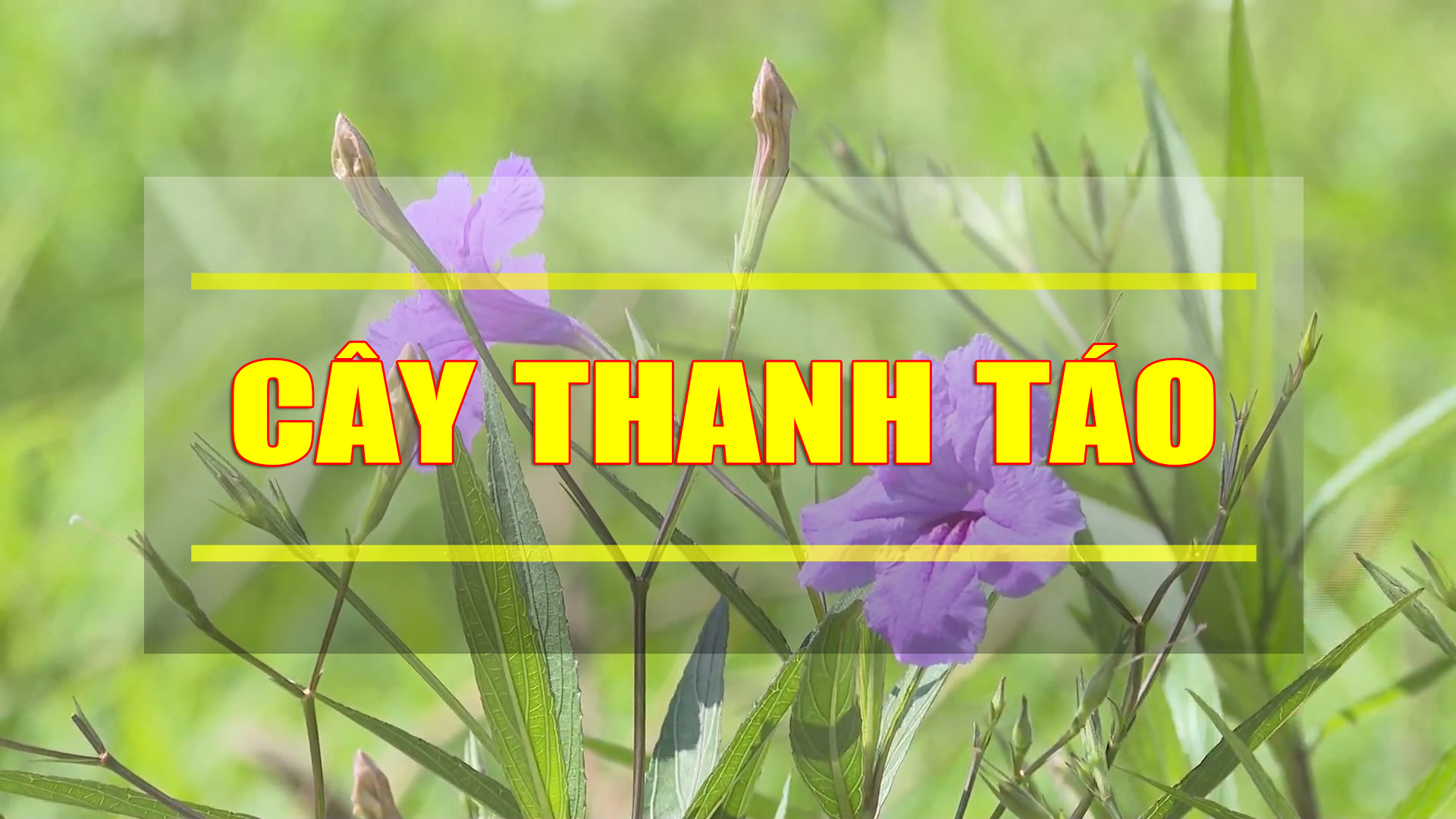 Các bài thuốc từ cây thanh táo