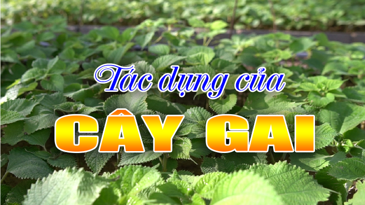 Tác dụng của cây gai