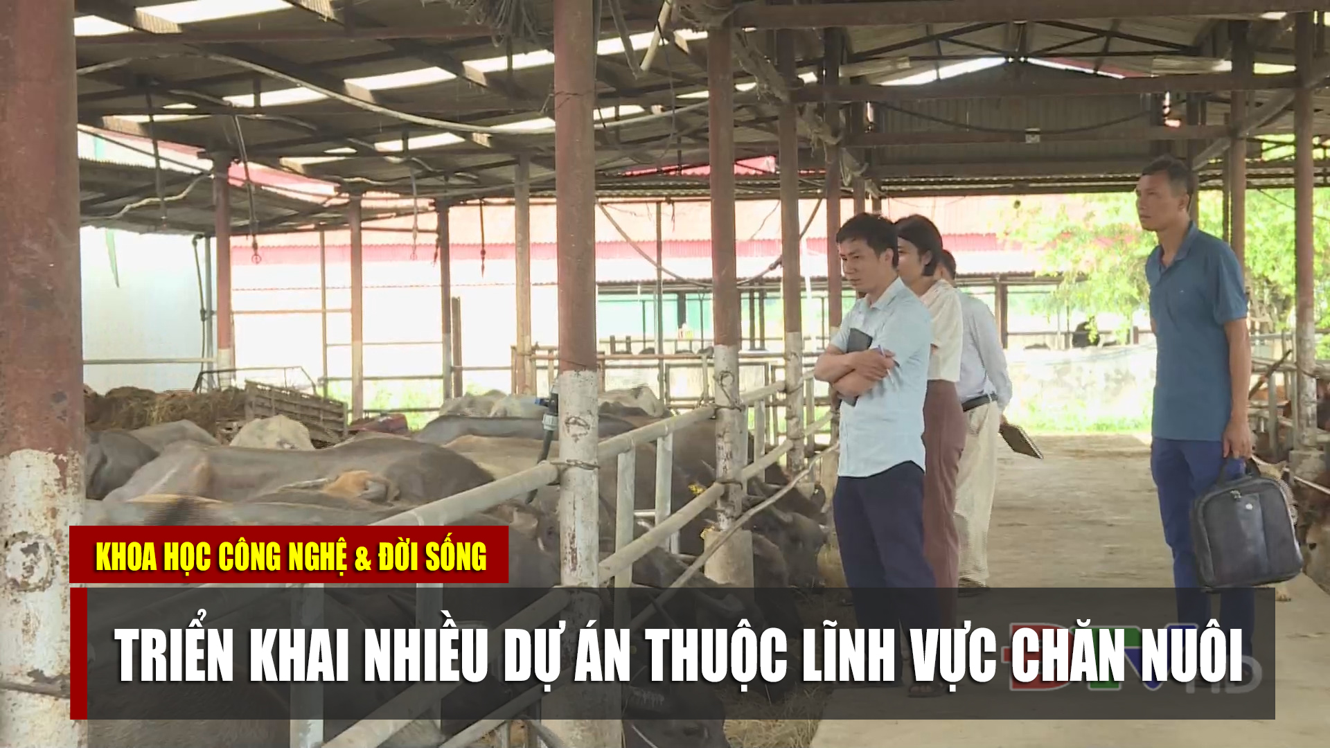 Triển khai nhiều dự án thuộc lĩnh vực chăn nuôi