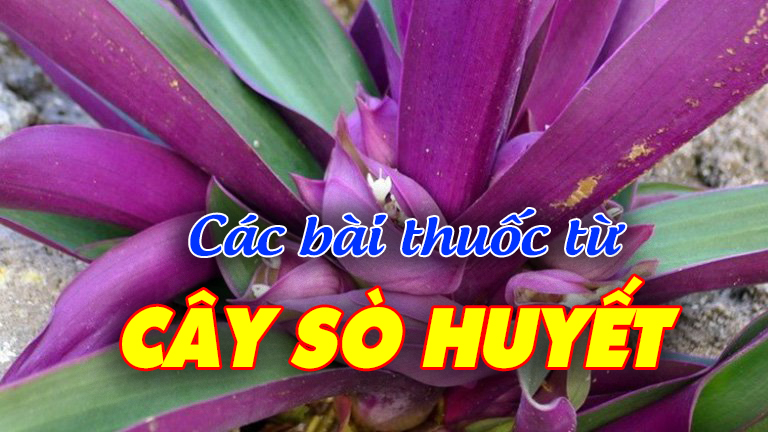 Các bài thuốc từ cây sò huyết