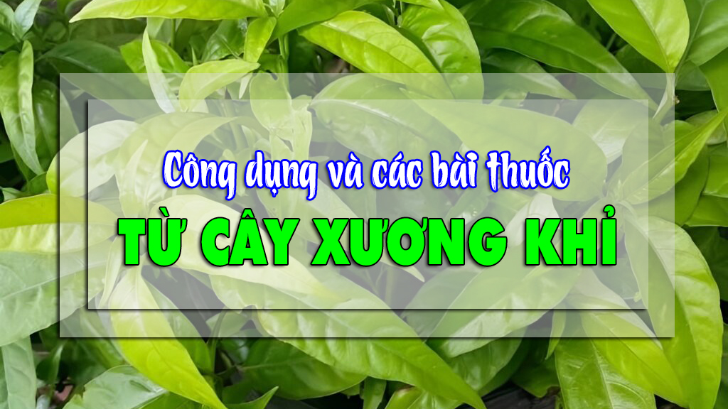 Công dụng và các bài thuốc từ cây xương khỉ