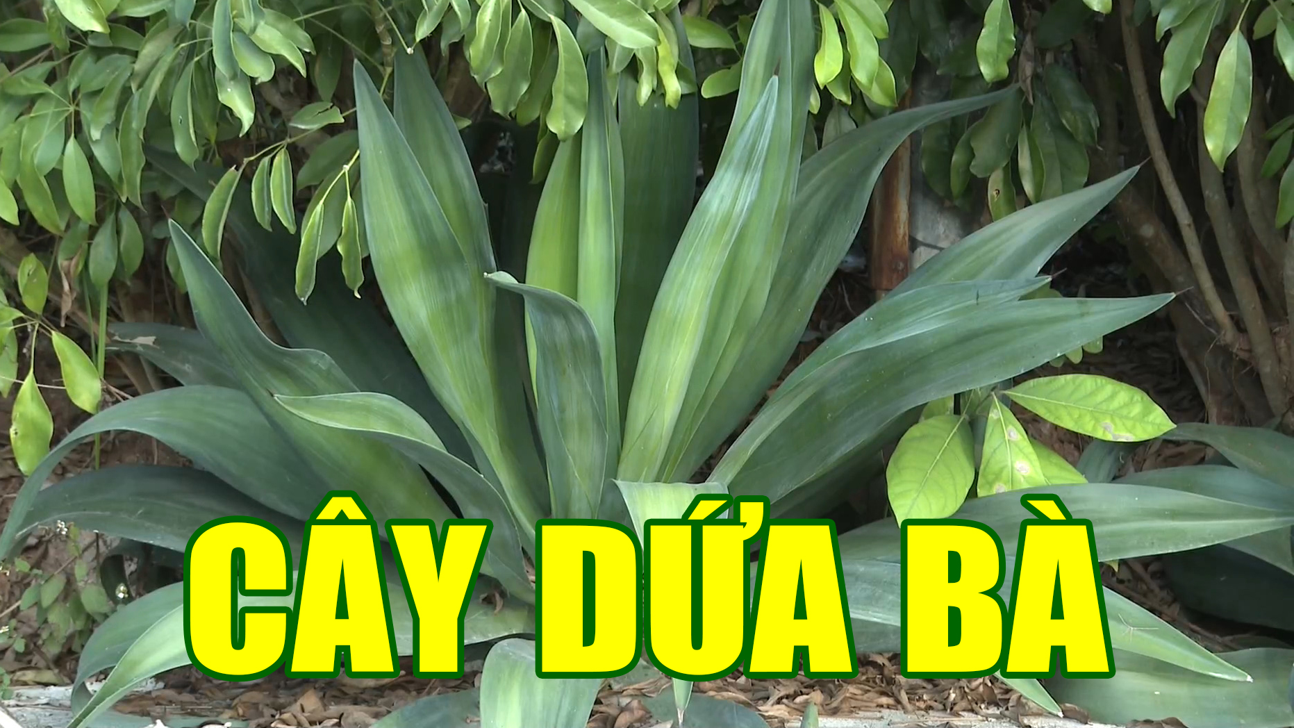 Cây dứa bà