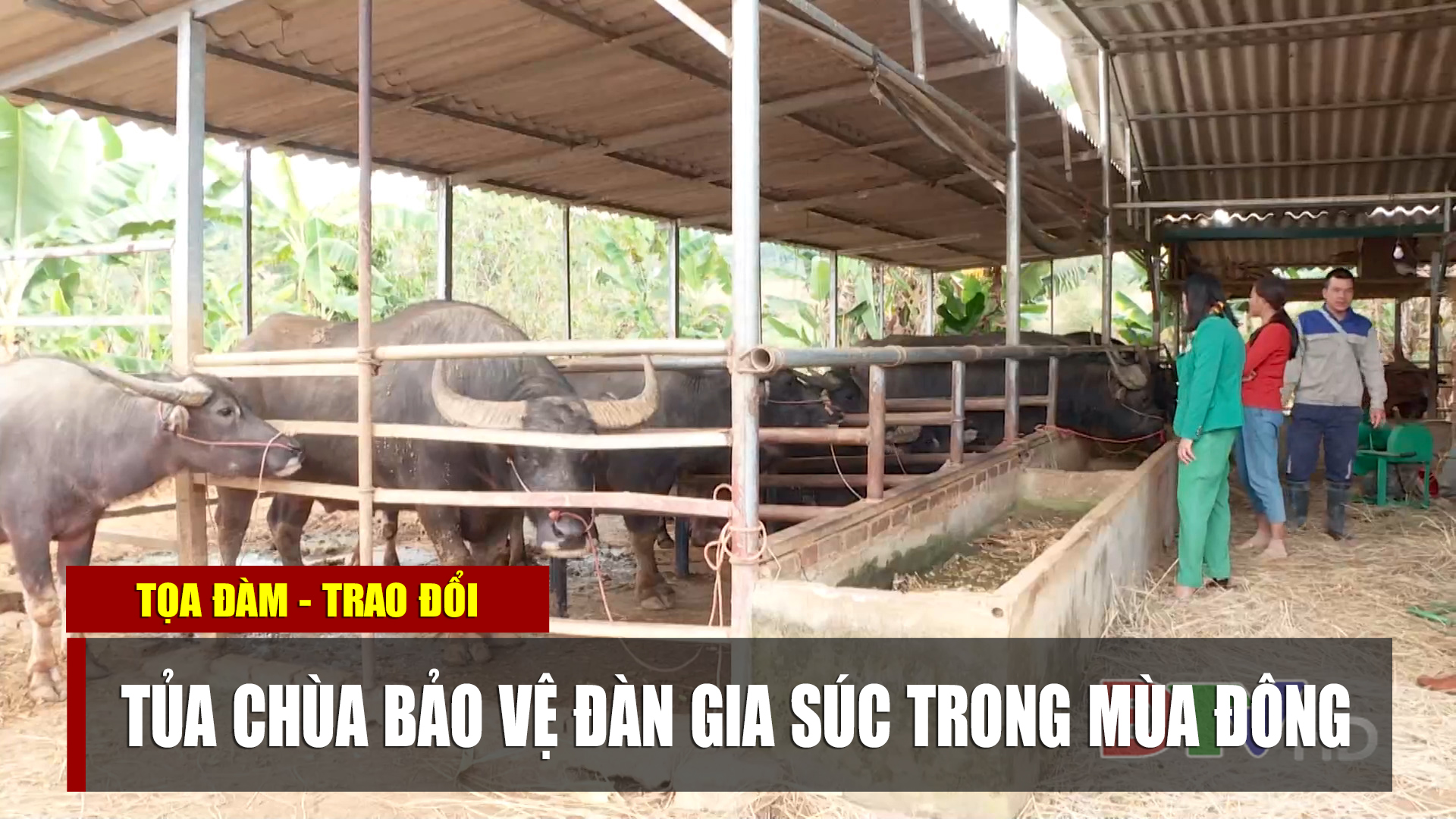 Tủa Chùa bảo vệ đàn gia súc trong mùa đông