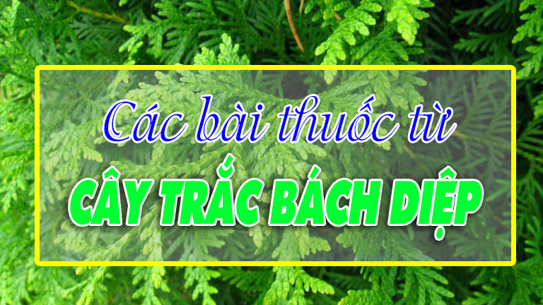 Các bài thuốc từ cây Trắc bách diệp