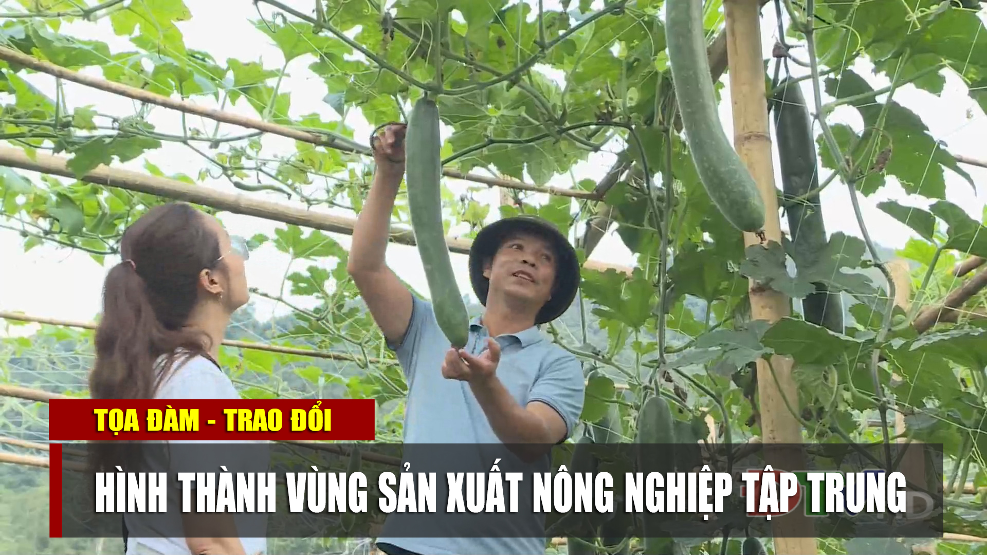 Hình thành vùng sản xuất nông nghiệp tập trung