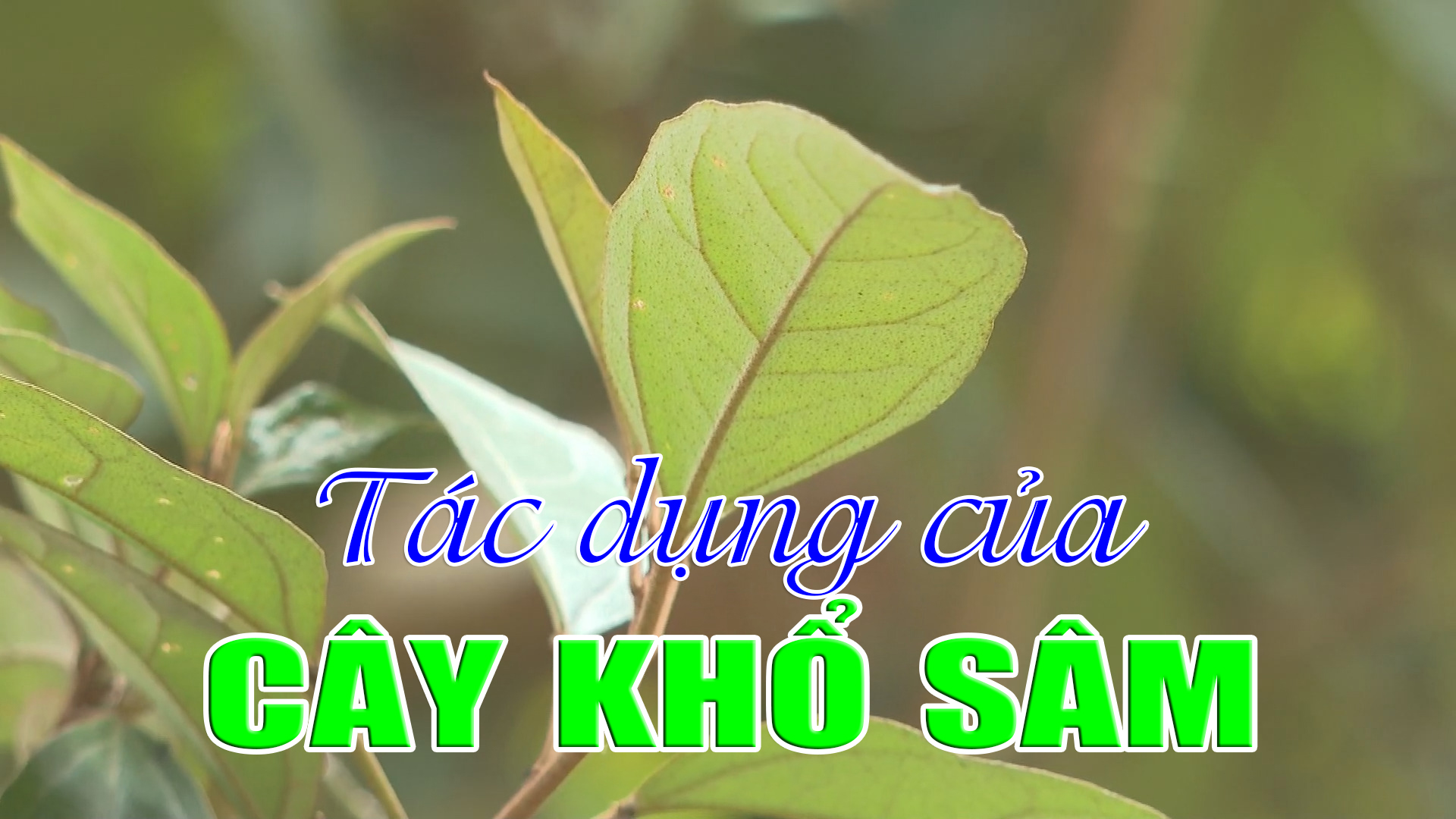 Tác dụng của cây khổ sâm