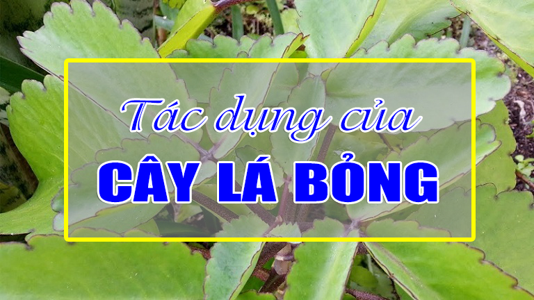 Tác dụng của cây lá bỏng