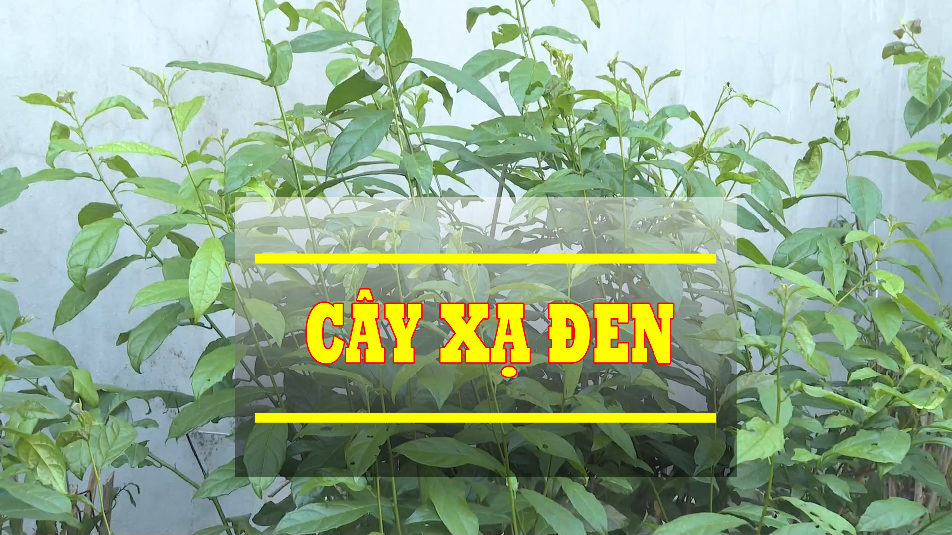 Cây xạ đen