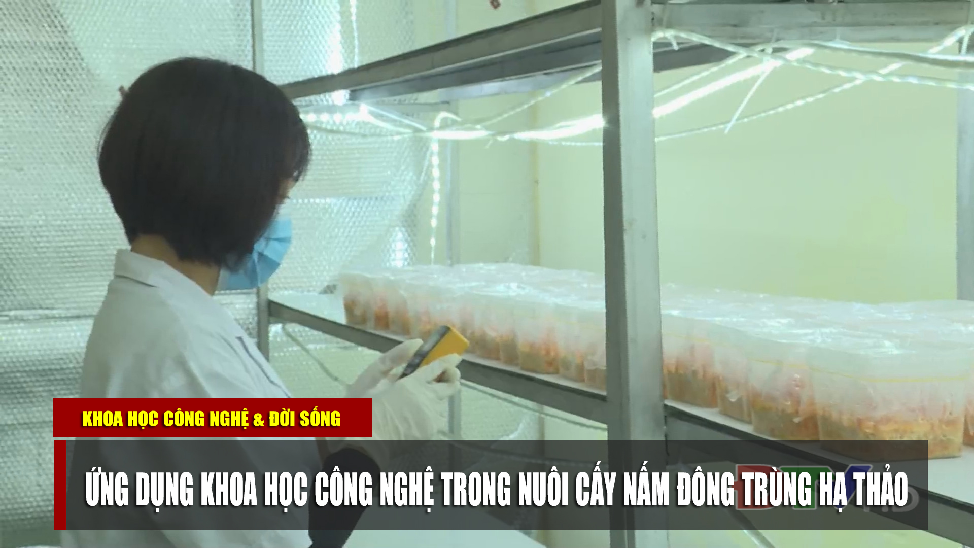 Ứng dụng KHCN trong nuôi cấy nấm đông trùng hạ thảo