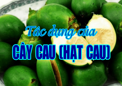 Tác dụng của cây cau (hạt cau)