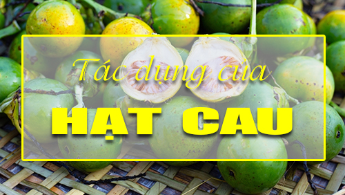 Tác dụng của cây cau (hạt cau)