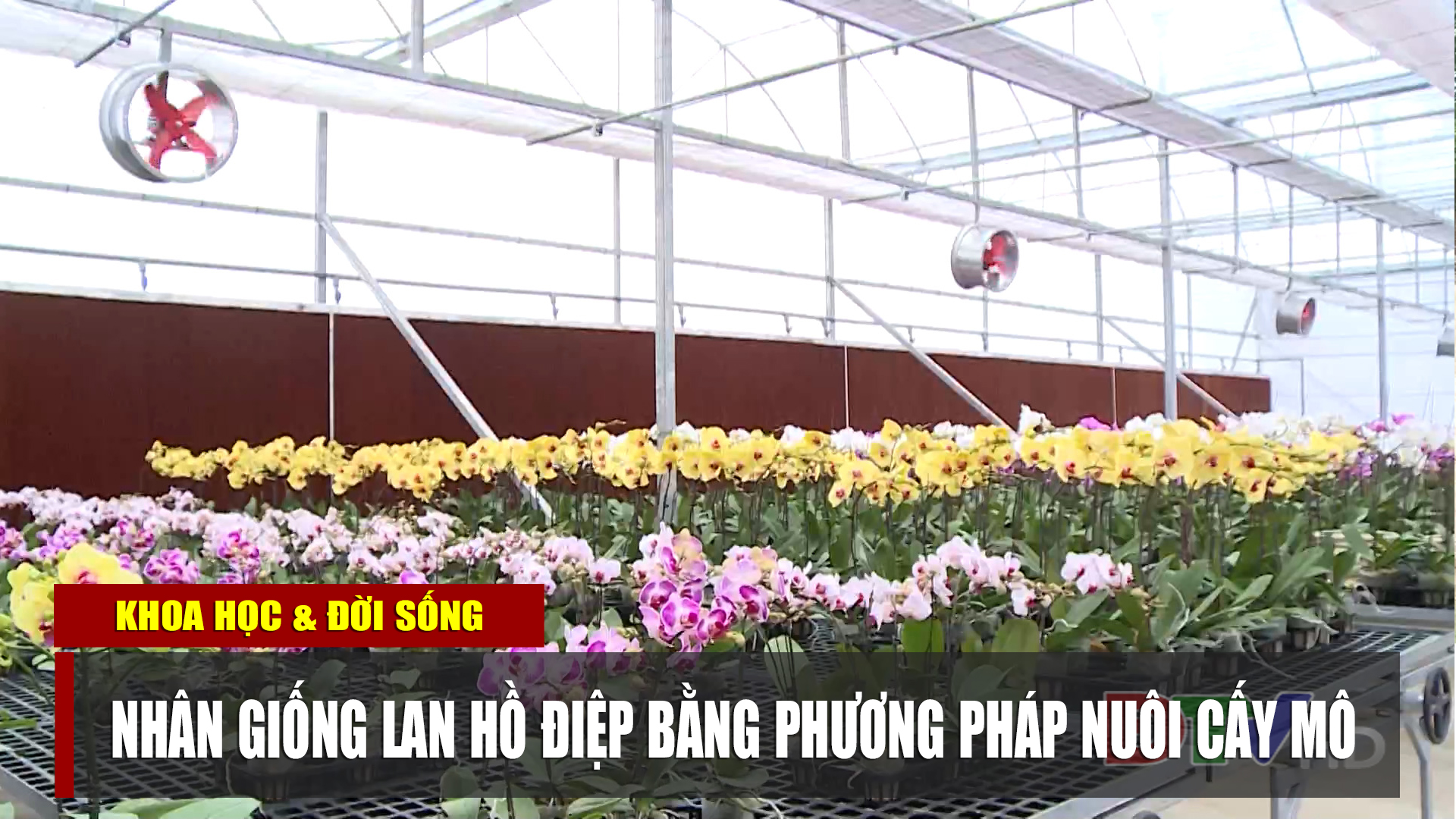 Nhân giống lan hồ điệp bằng phương pháp nuôi cấy mô