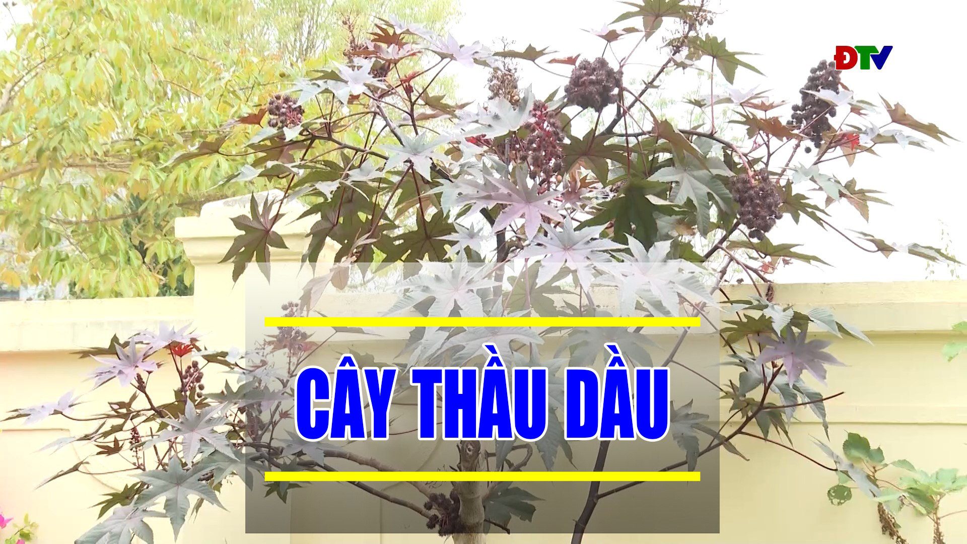 Vị thuốc từ cây thầu dầu