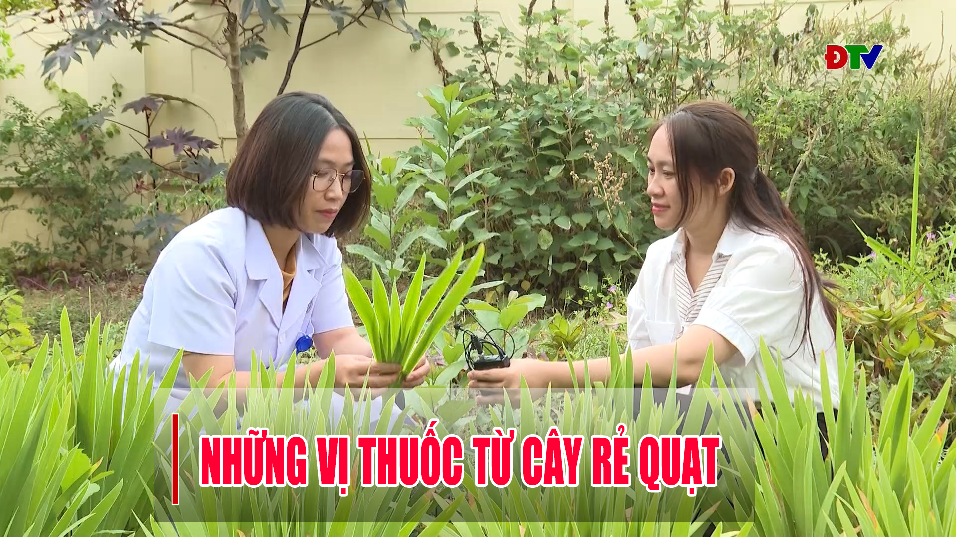 Những vị thuốc từ cây rẻ quạt