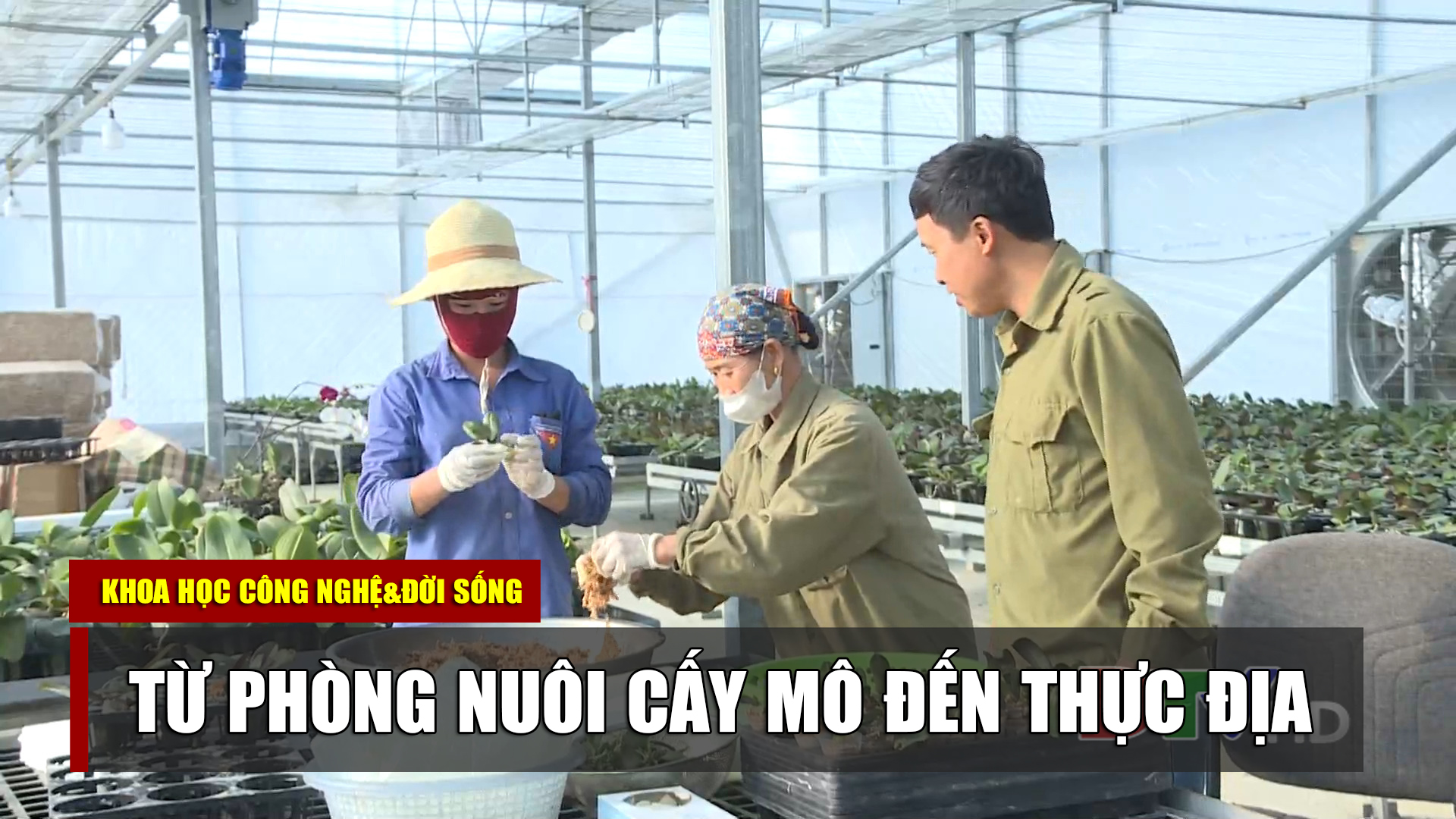 Từ phòng nuôi cấy mô đến thực địa