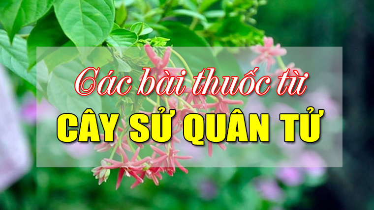 Các bài thuốc từ cây sử quân tử