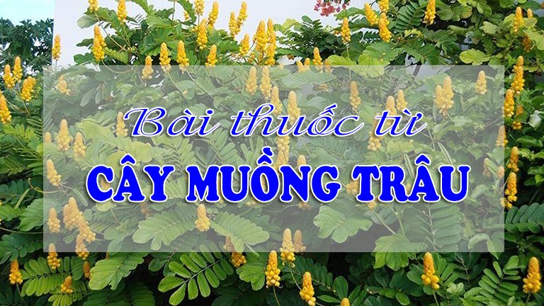 Những bài thuốc từ cây muồng trâu