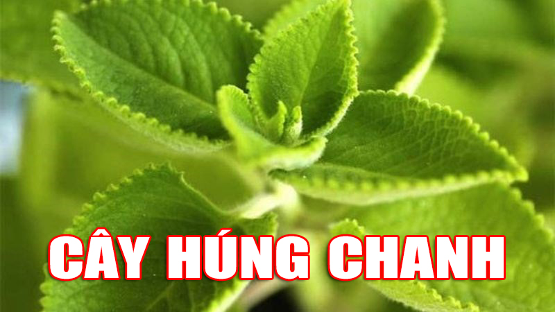 Những bài thuốc từ cây húng chanh