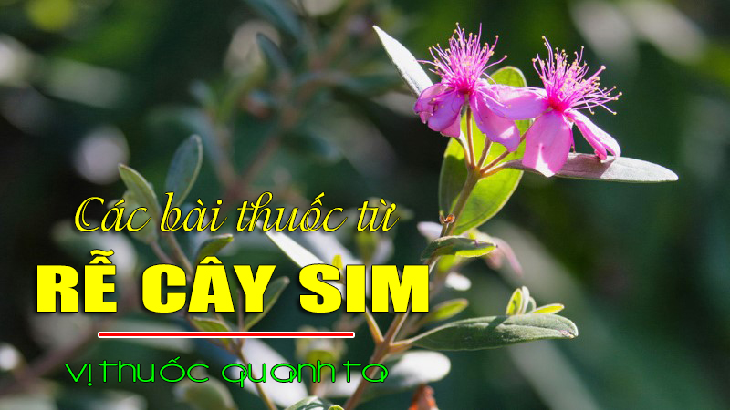 Các bài thuốc từ rễ cây sim