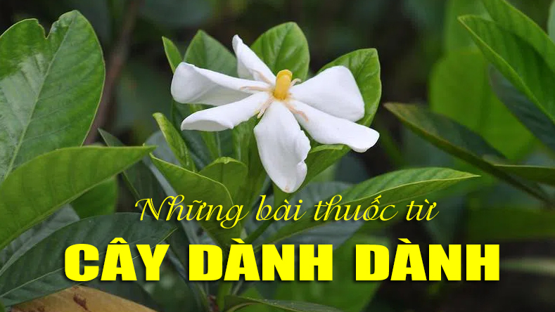 Những bài thuốc từ cây dành dành