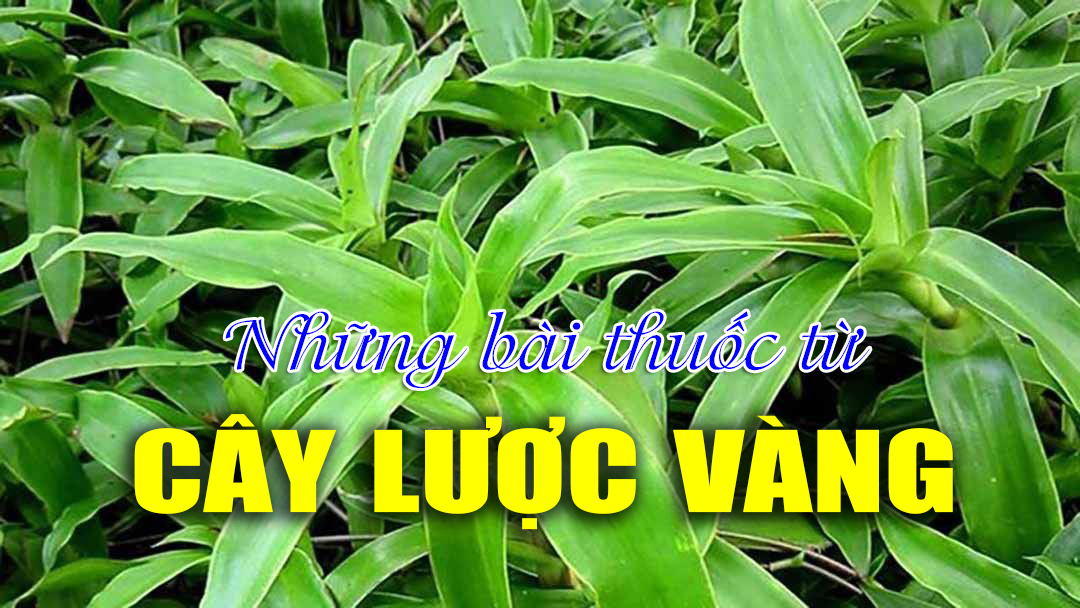 Những bài thuốc từ cây lược vàng