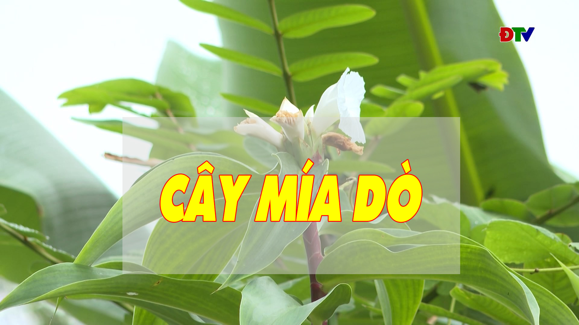 Cây mía dò