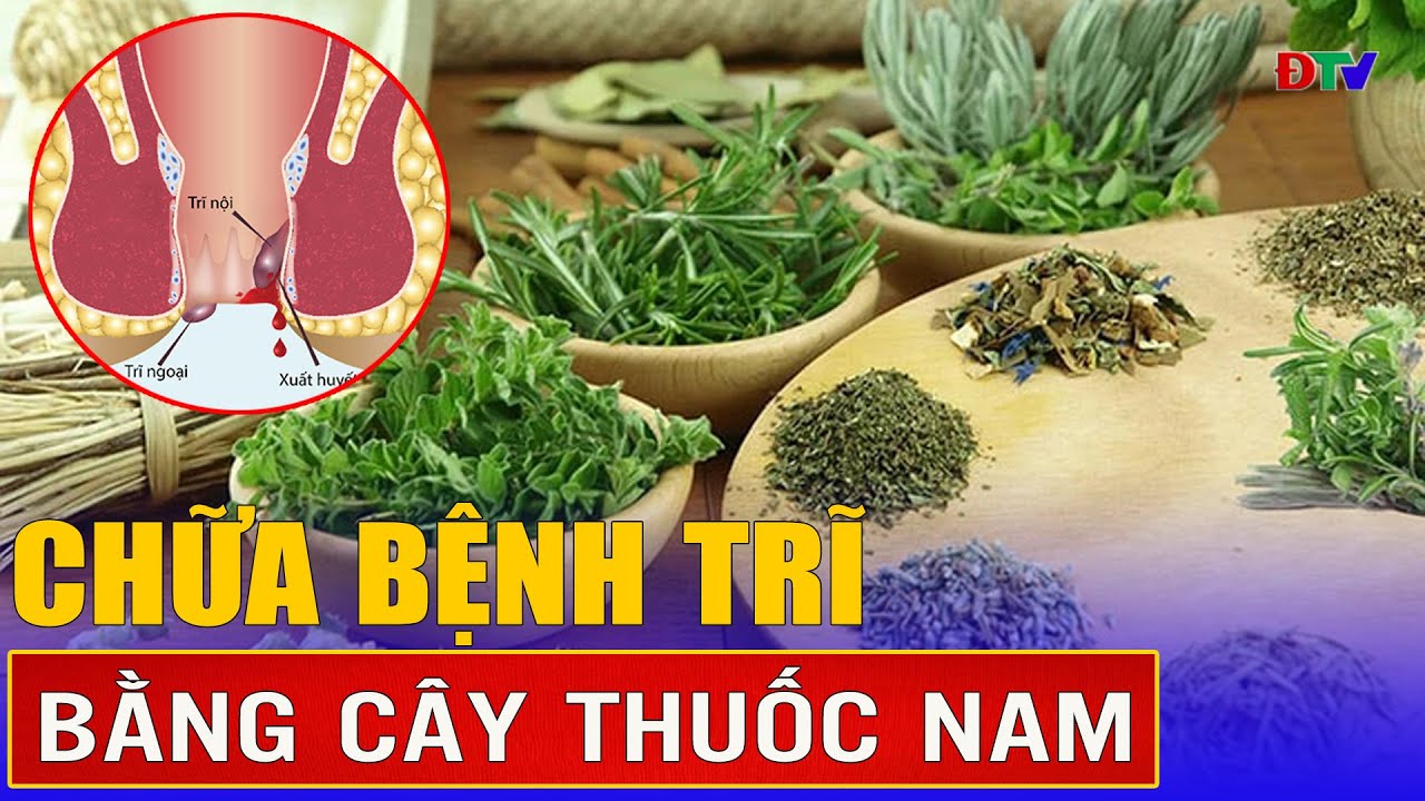 Chữa bệnh trĩ bằng cây thuốc nam