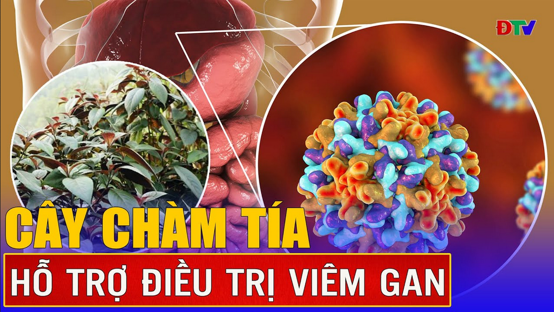 Cây chàm tía và công dụng tuyệt vời