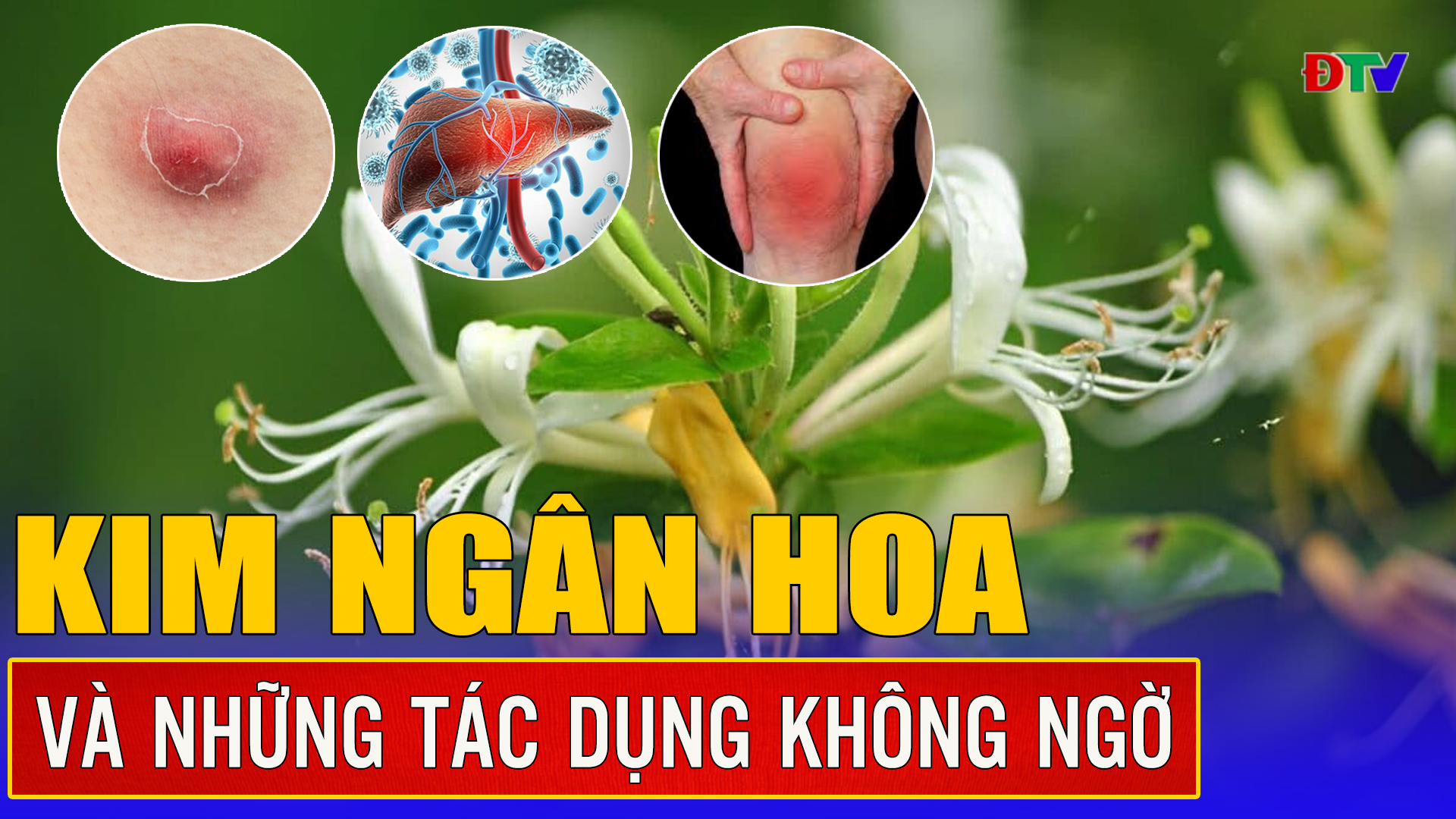 Kim ngân hoa và những tác dụng không ngờ