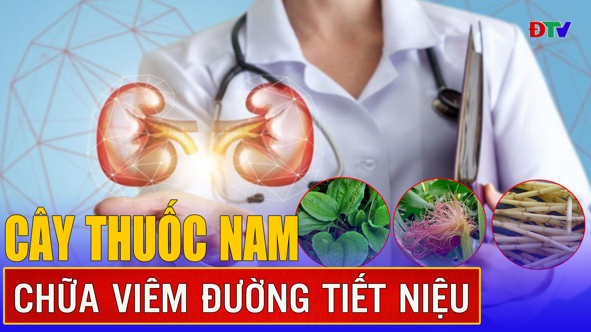 Cây thuốc nam chữa viêm đường tiết niệu