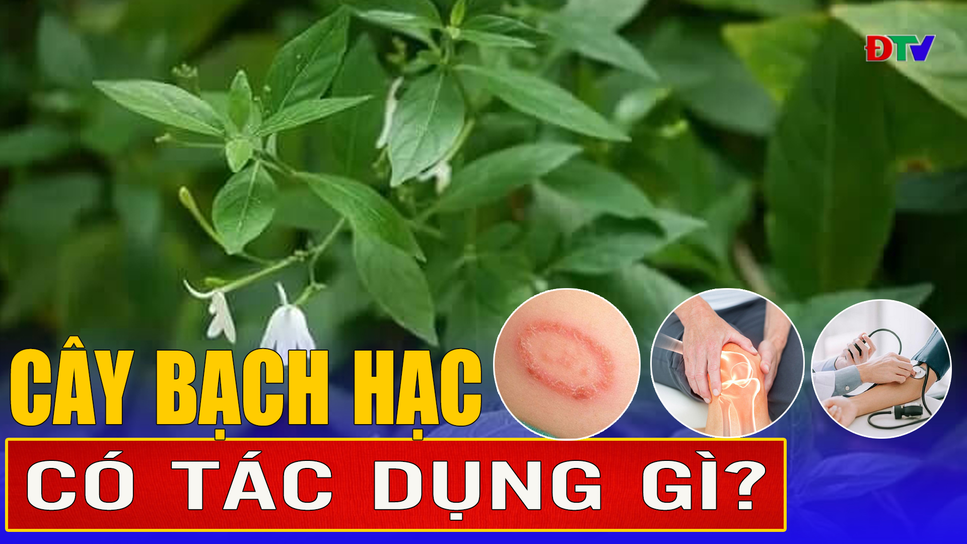 Cây bạch hạc có tác dụng gì?