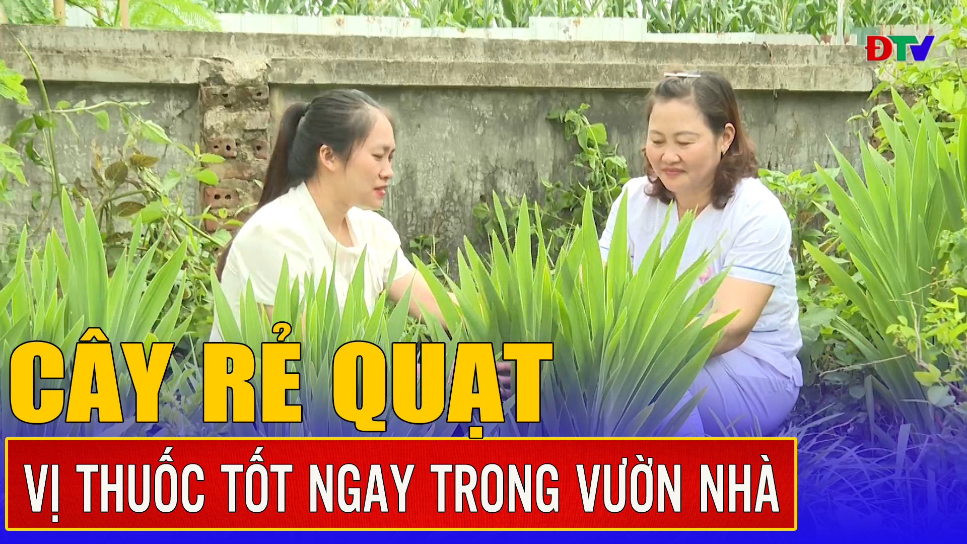 Cây rẻ quạt - Vị thuốc tốt ngay trong vườn nhà