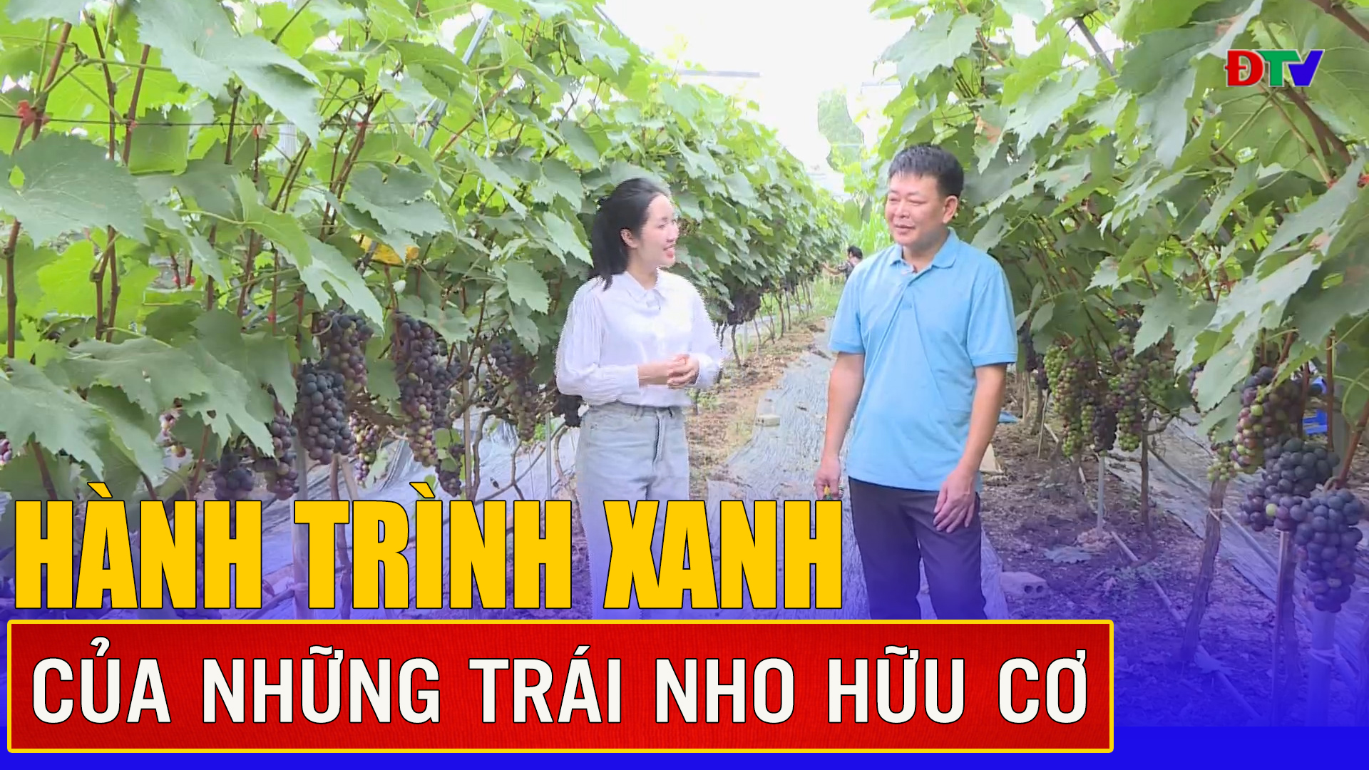 Hành trình xanh của những trái nho hữu cơ