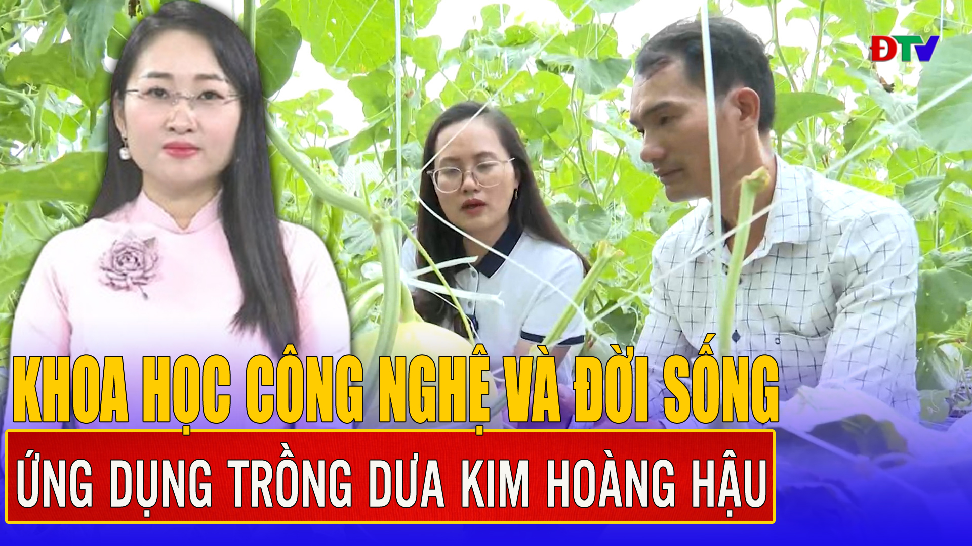 Ứng dụng trồng dưa kim hoàng hậu ngoài thực địa