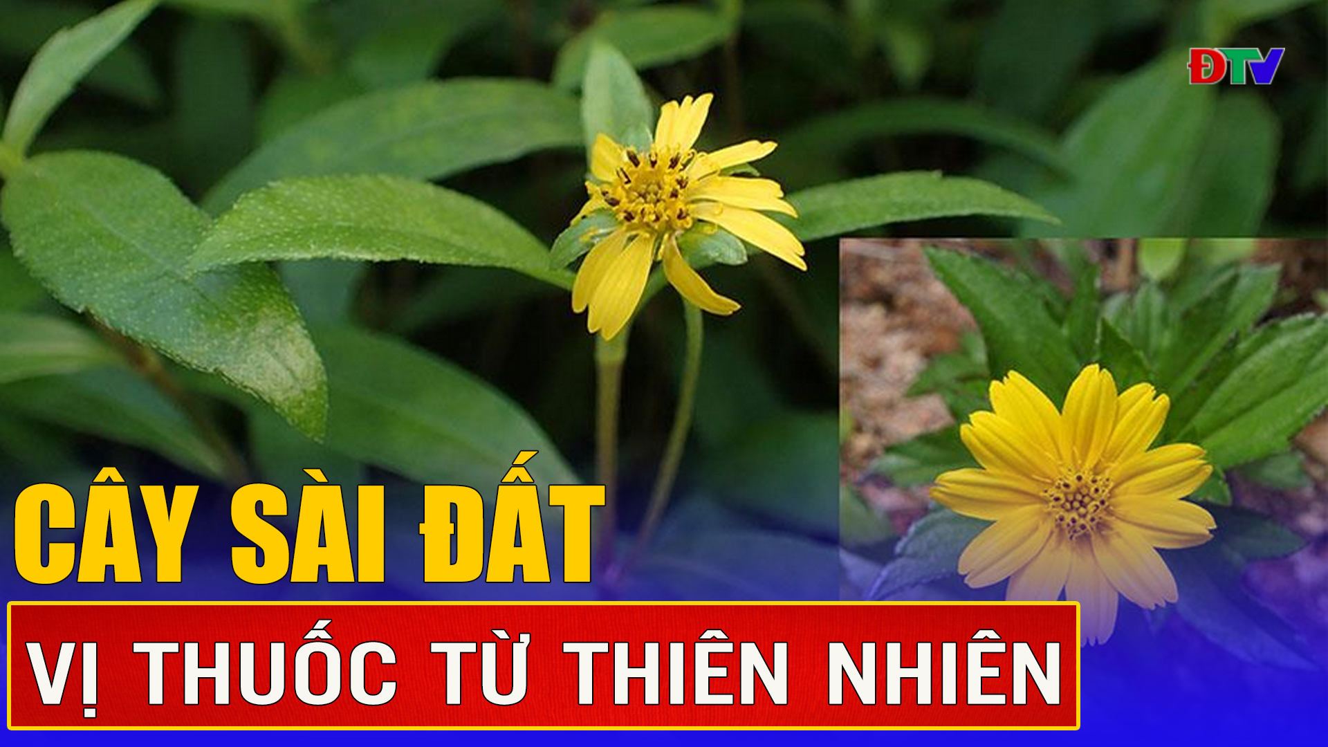 Cây sài đất – Vị thuốc từ thiên nhiên