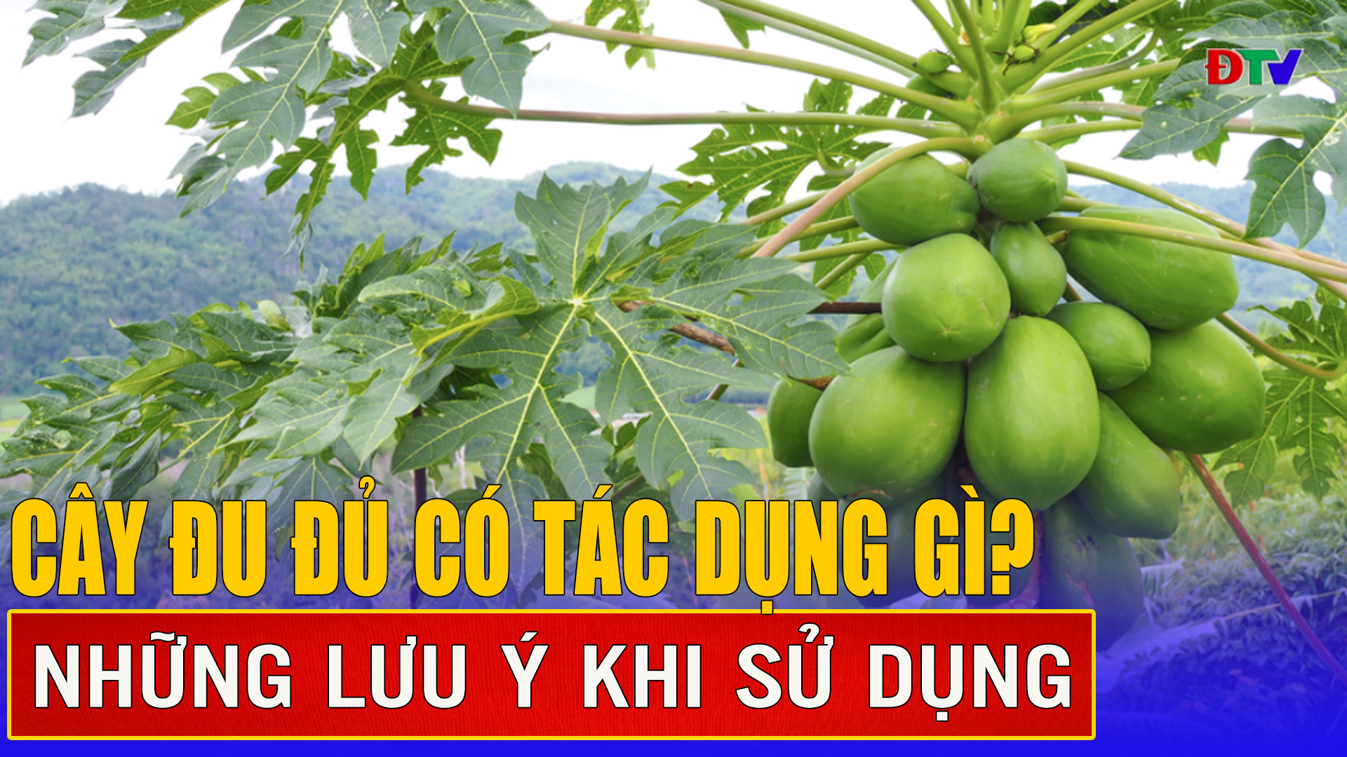 Cây đu đủ có tác dụng gì?