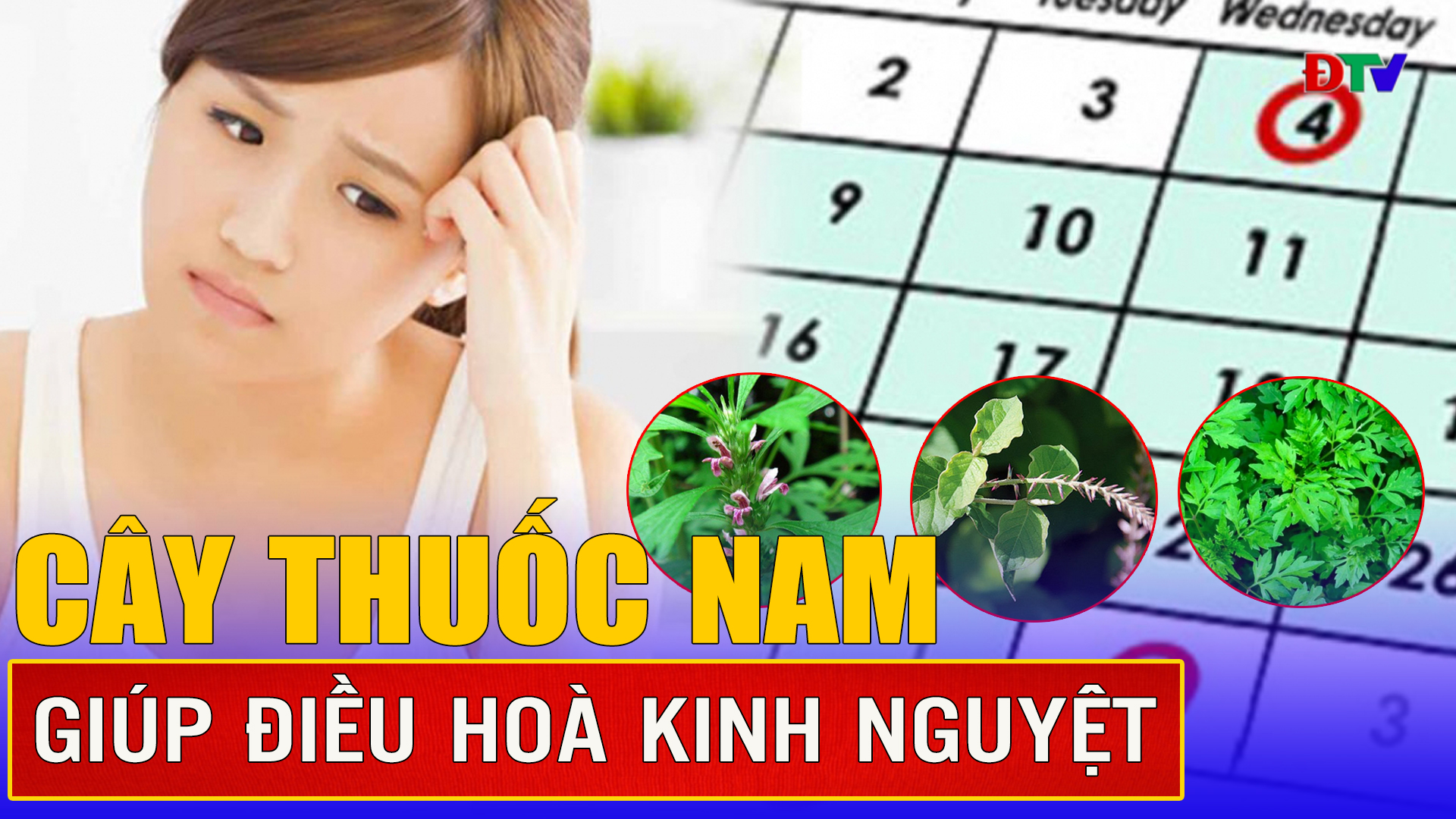 Cây thuốc nam giúp điều hòa kinh nguyệt
