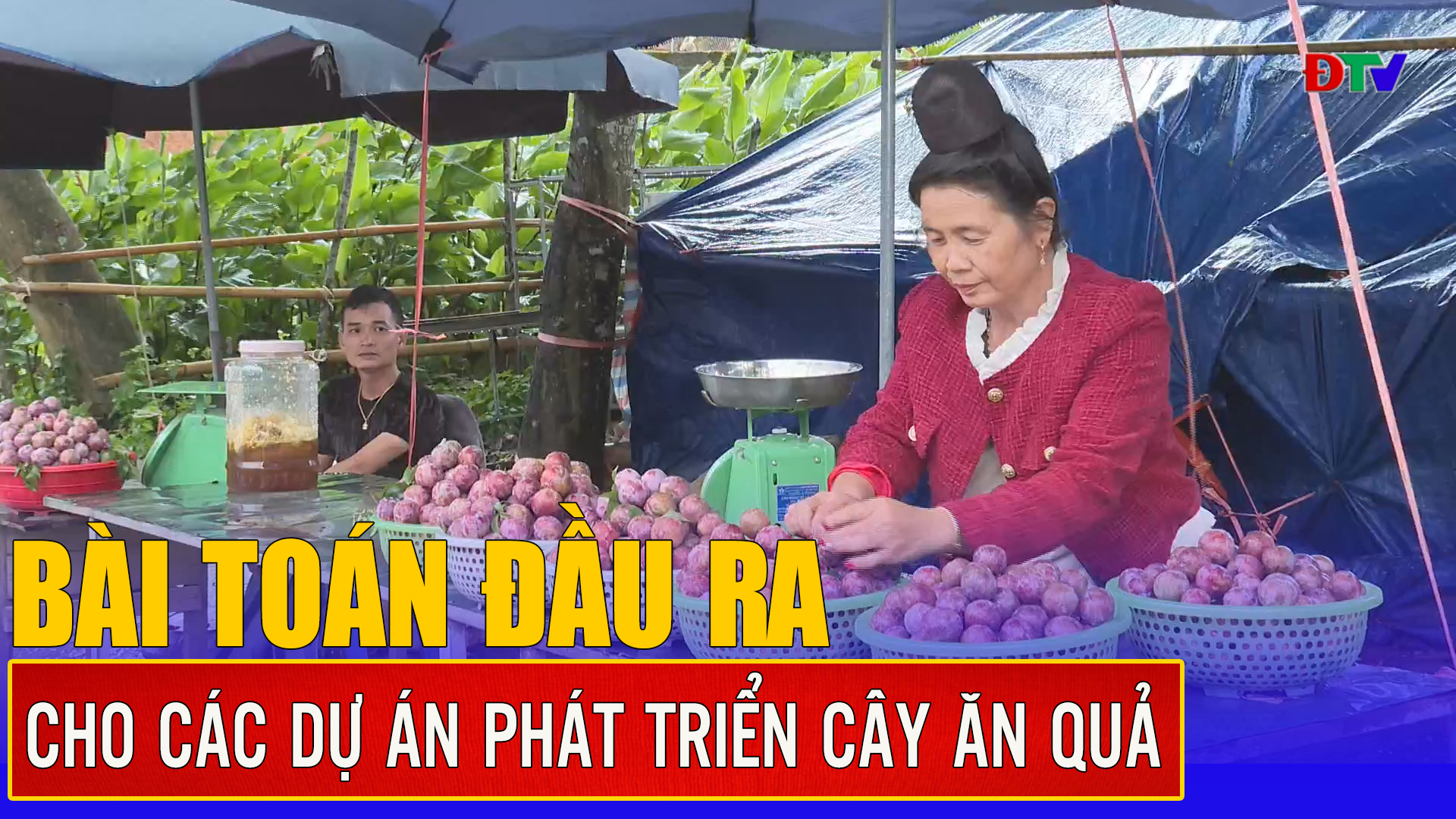 Bài toán đầu ra cho các dự án phát triển cây ăn quả