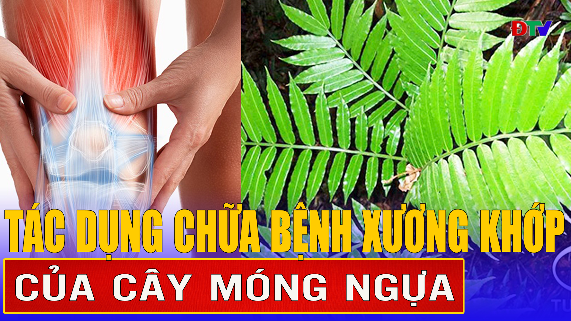 Một số bài thuốc chữa bệnh từ cây móng ngựa