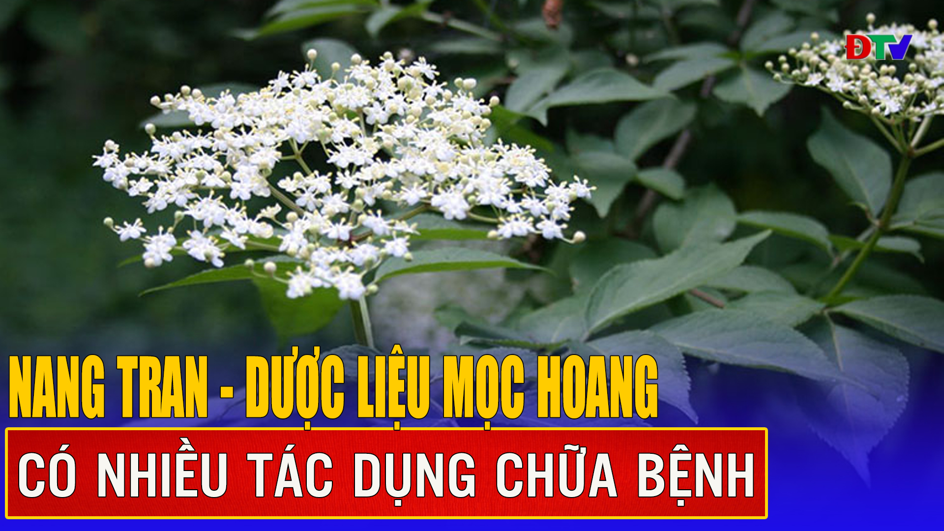 Nang tran - dược liệu mọc hoang có nhiều tác dụng chữa bệnh