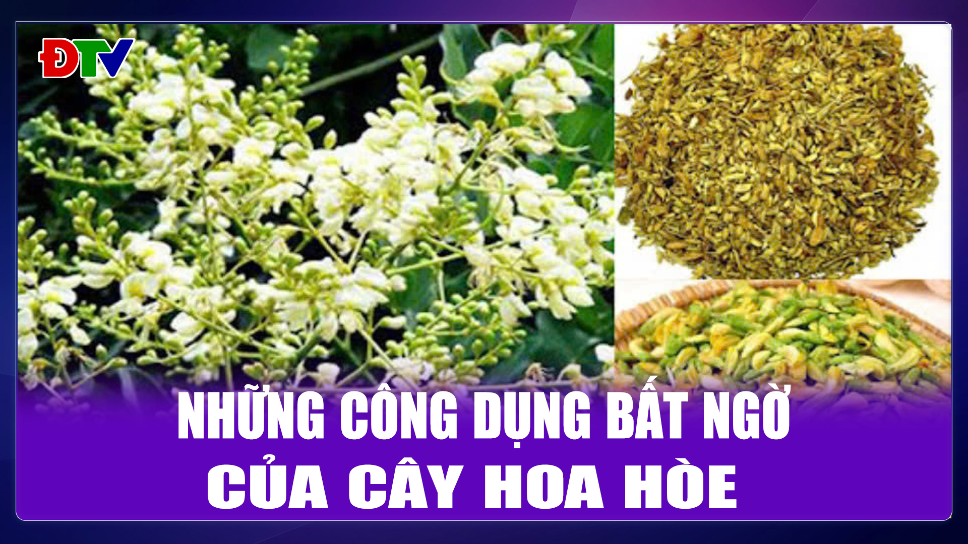 Những công dụng bất ngờ của cây hoa hòe