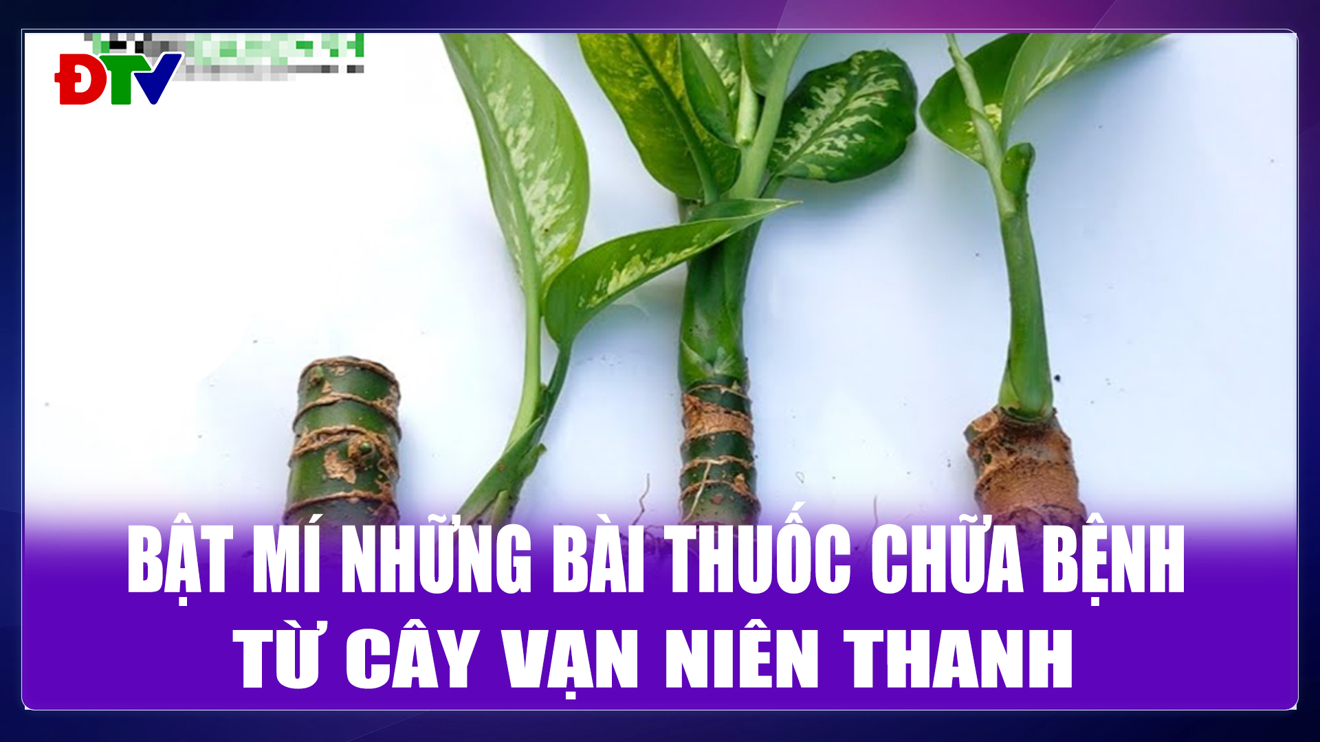 Những bài thuốc từ cây vạn niên thanh
