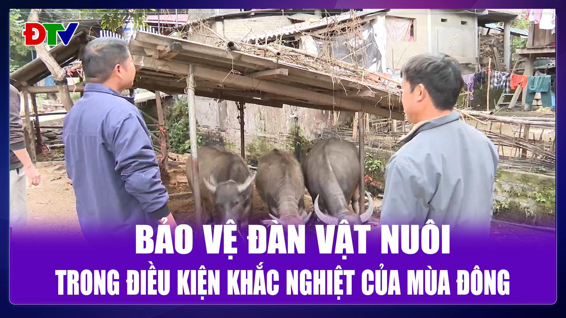 Bảo vệ đàn vật nuôi trong mùa đông