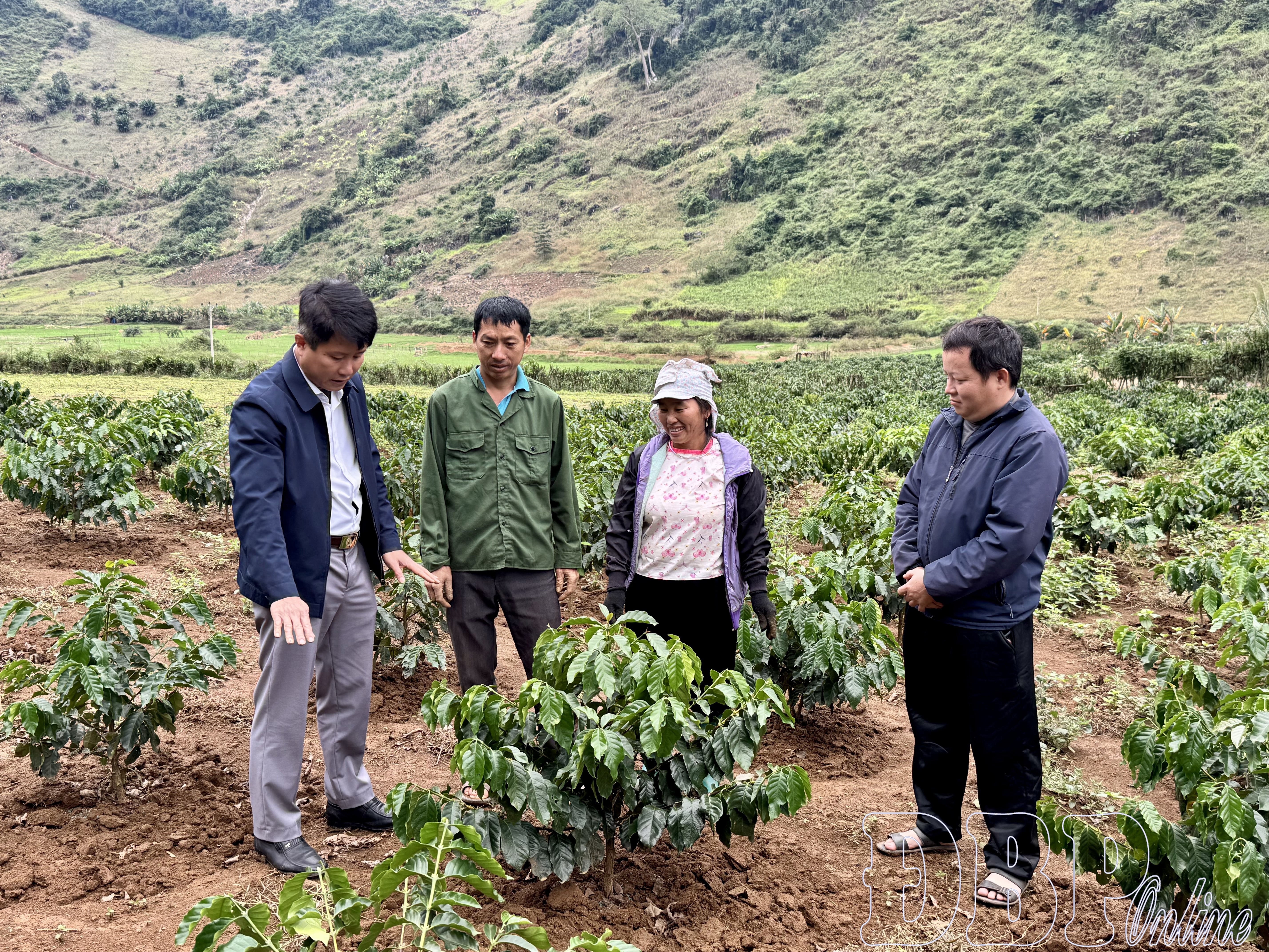 Ông Trần Bình Trọng, Bí thư Đảng ủy xã Pú Nhung (ngoài cùng bên trái) kiểm tra mô hình trồng cà phê của chị Vừ Thị Mỷ, bản Chua Lú.