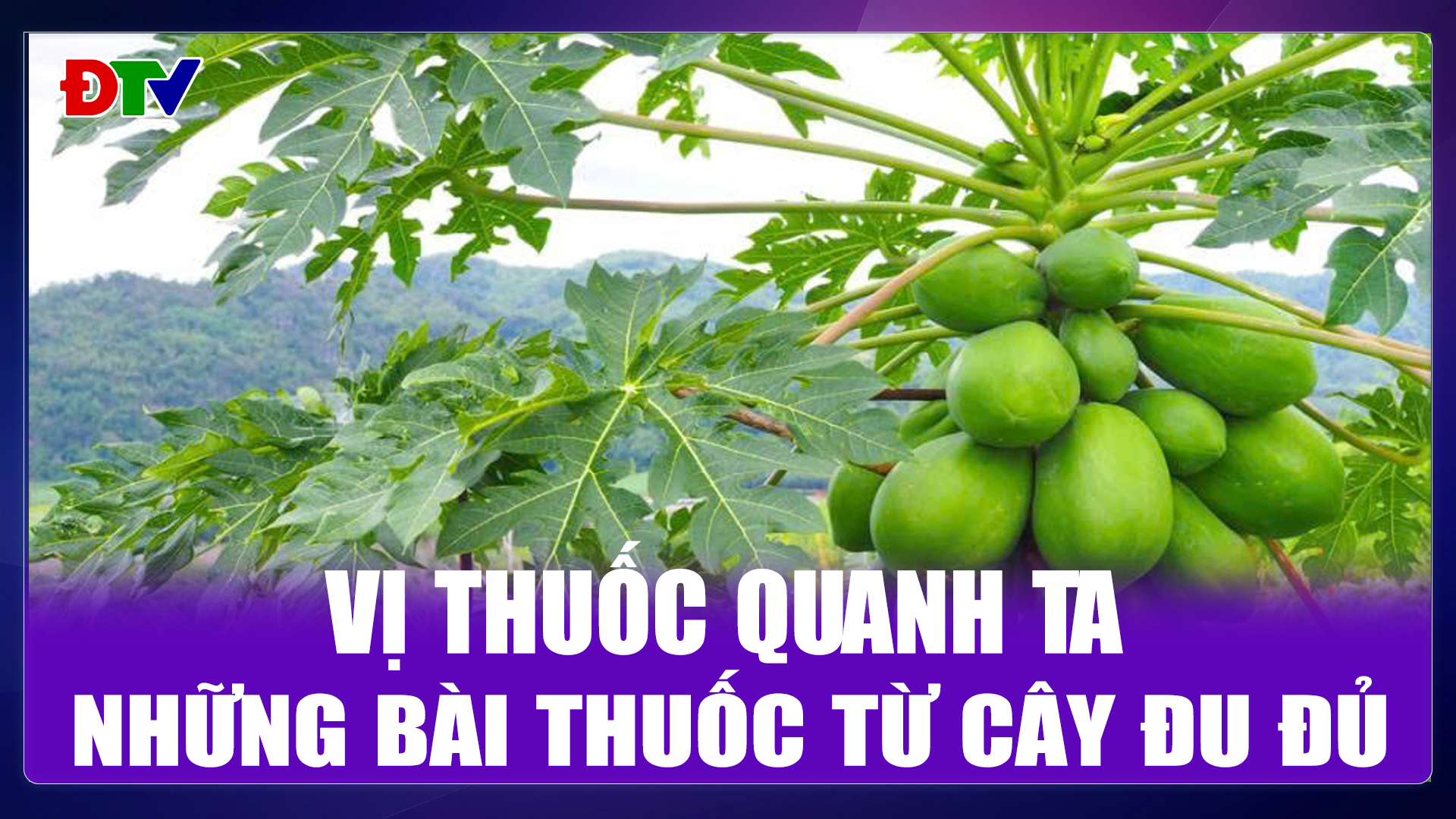 Những bài thuốc từ cây đu đủ