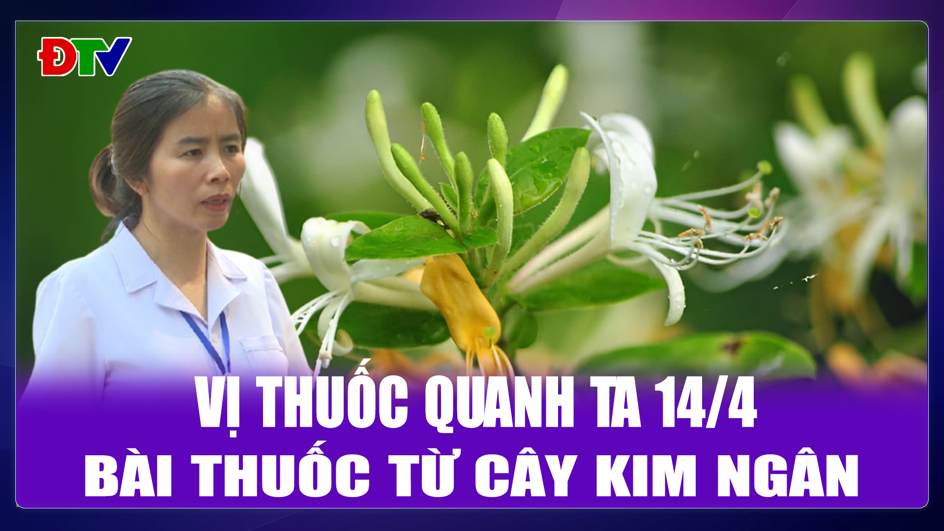 Bài thuốc từ cây kim ngân